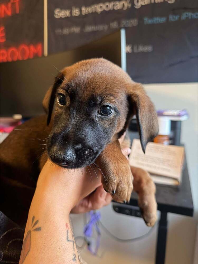 New Light Litter Halo Green Collar - Located in CA