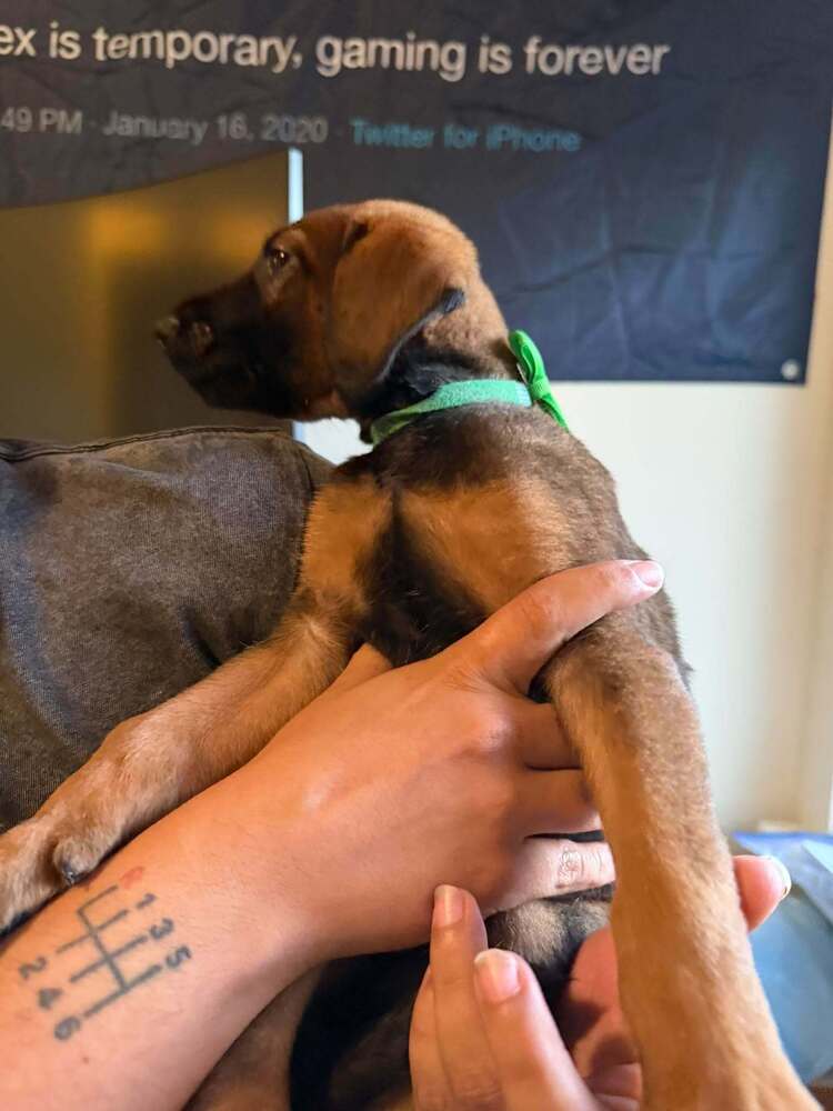 New Light Litter Halo Green Collar - Located in CA, photo 2