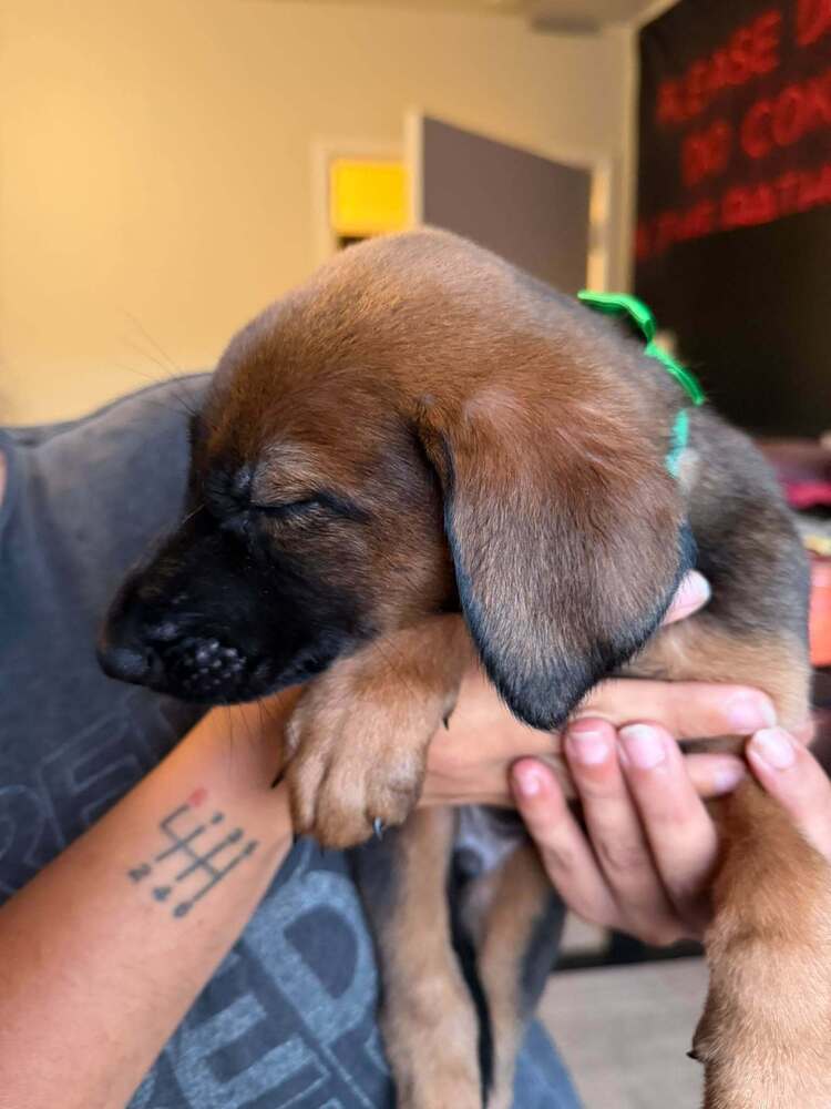 New Light Litter Halo Green Collar - Located in CA, photo 3