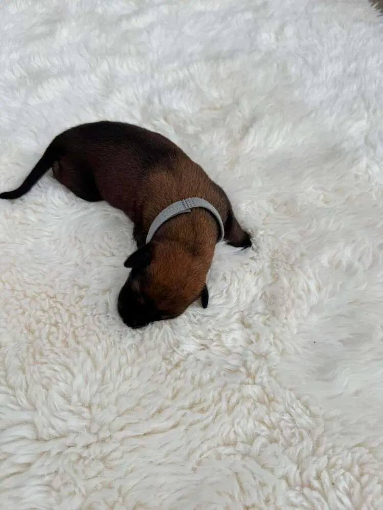 New Light Litter Eclipse - Located In Ca - Belgian Shepherd Malinois