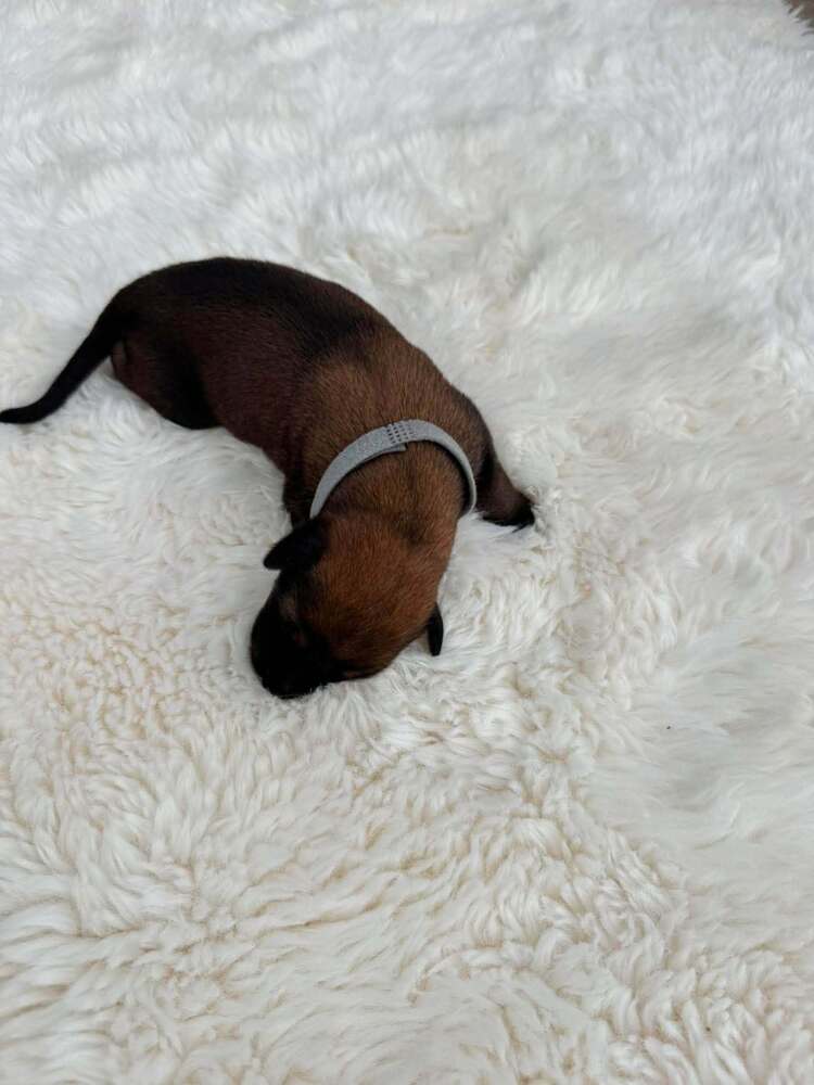New Light Litter Eclipse - Located In Ca