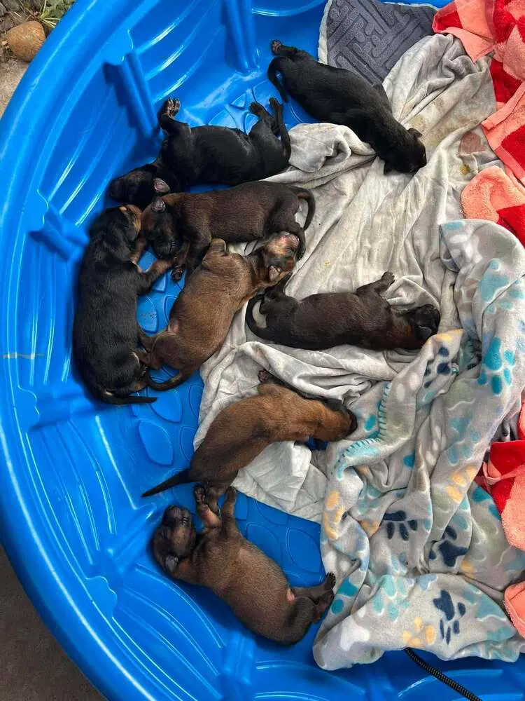 New Light Litter Eclipse - Located In Ca image 2