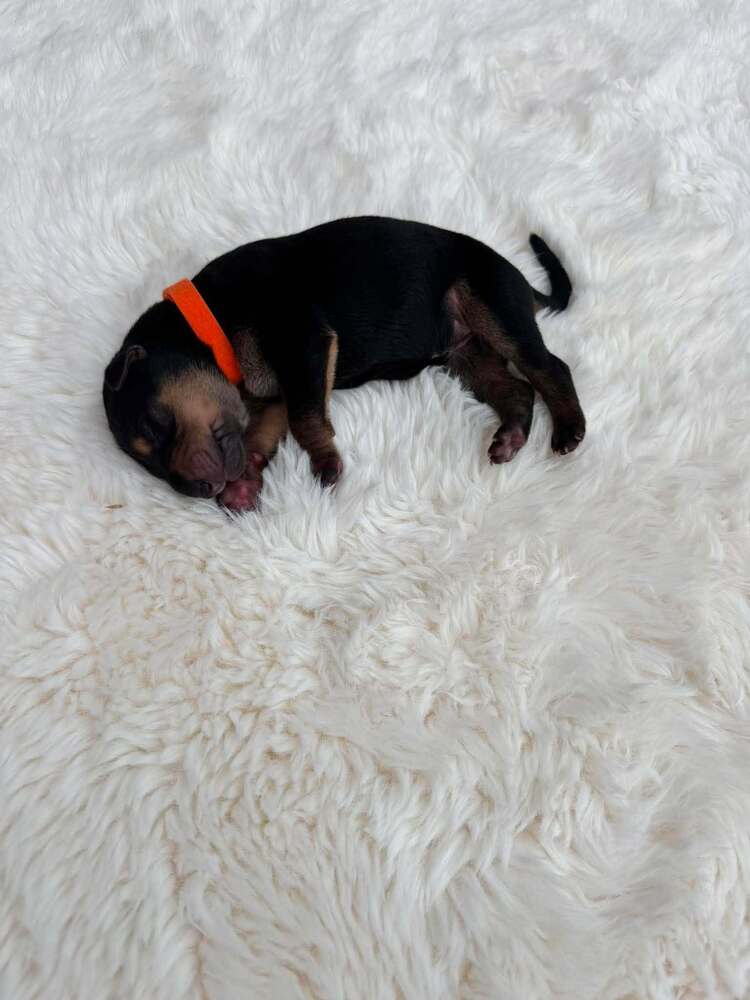 New Light Litter Ember - Located In Ca