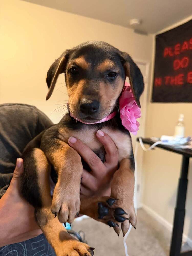New Light Litter Ember Pink Collar - Located in WA