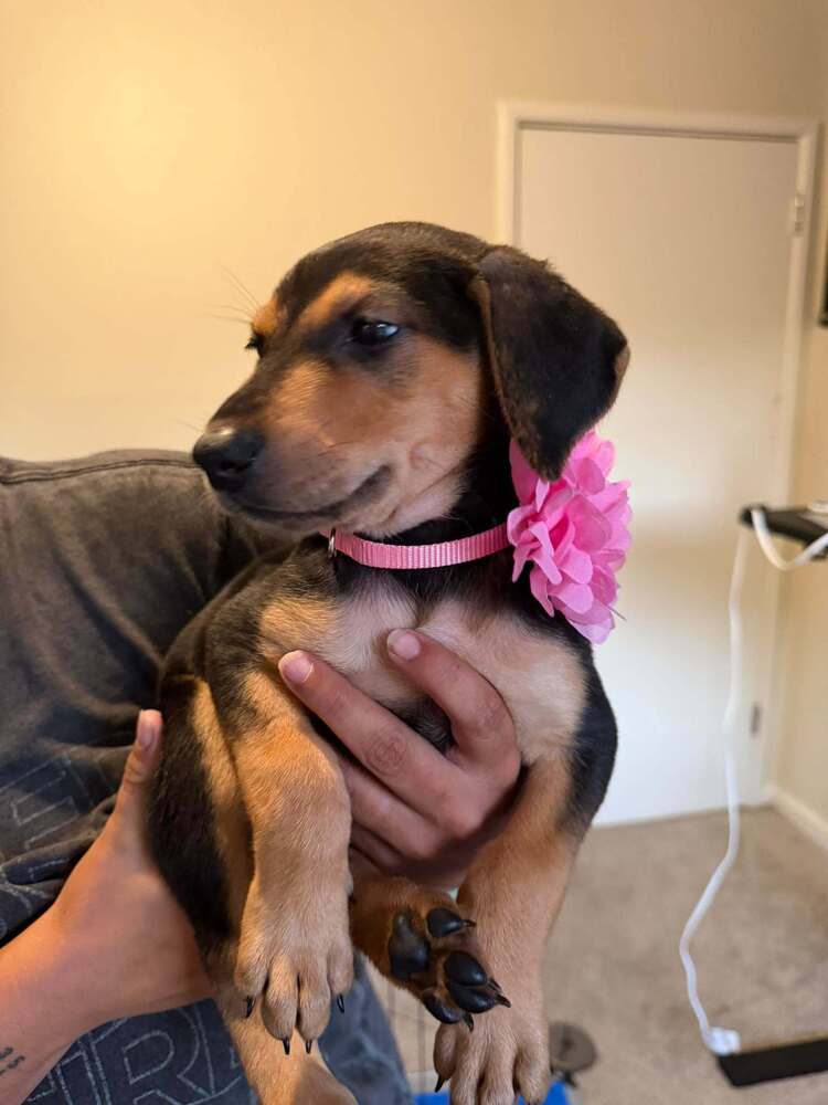 New Light Litter Ember Pink Collar - Located in WA, photo 2