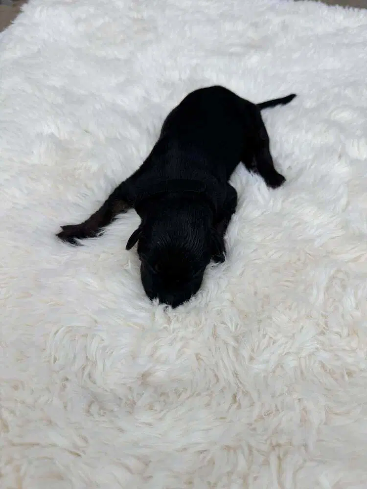New Light Litter Zenith - Located In Ca - Belgian Shepherd Malinois