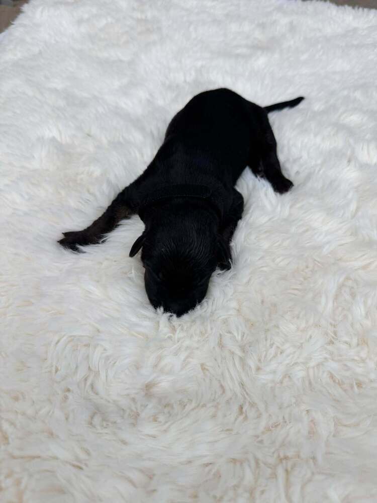 New Light Litter Zenith - Located In Ca