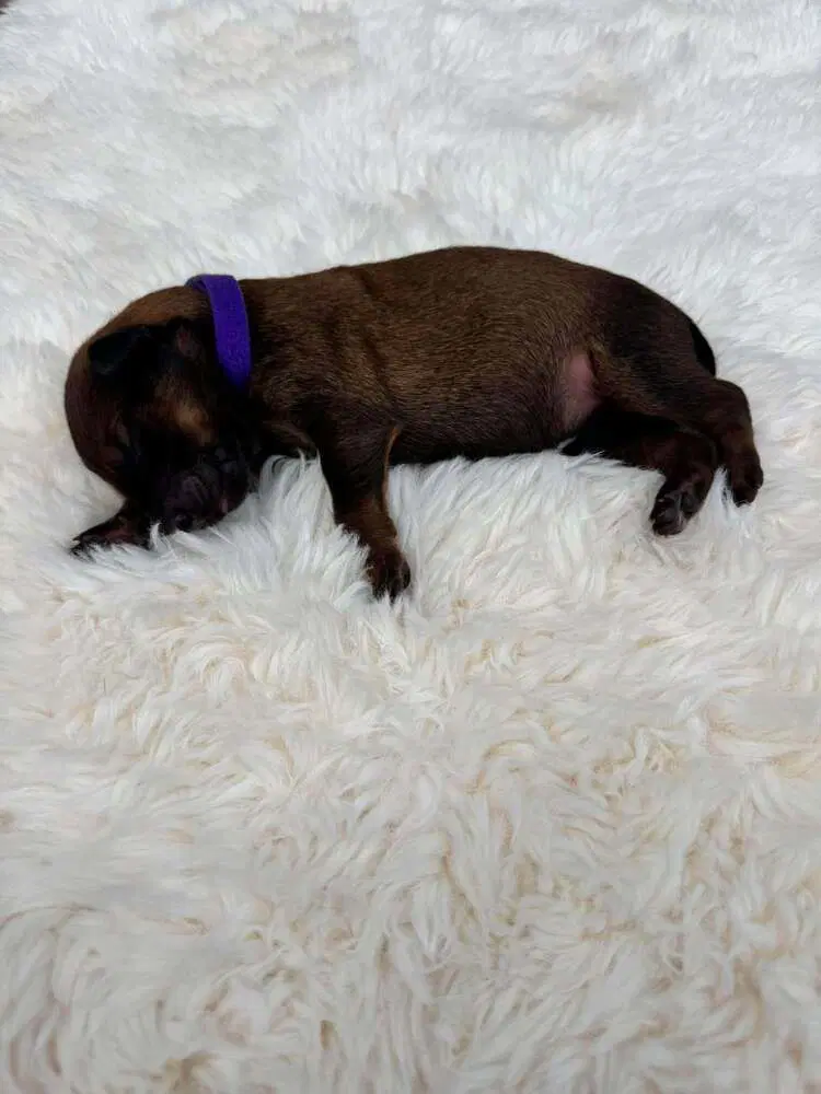 New Light Litter Rayne - Located In Ca - Belgian Shepherd Malinois