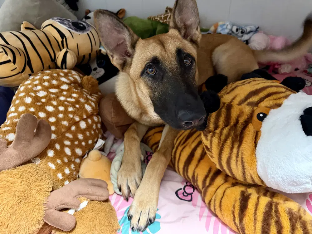 Mimi - Located In Fl - Belgian Shepherd Malinois
