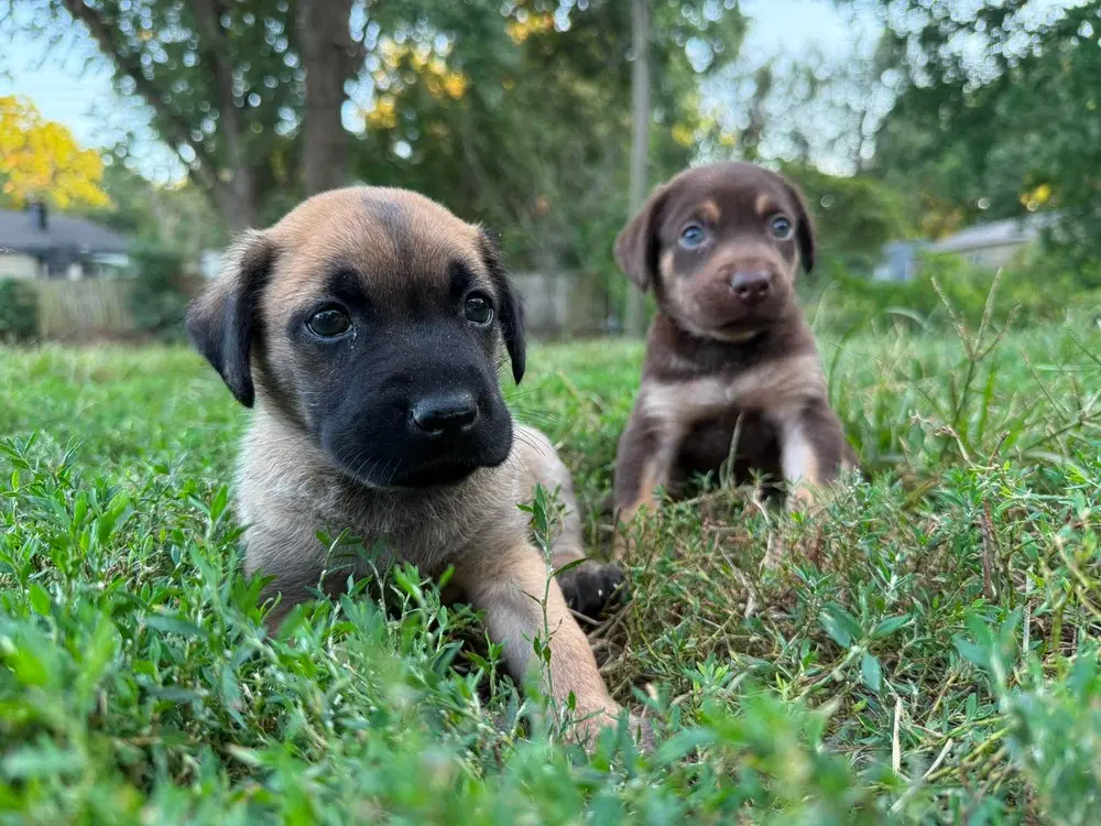 Orphans - Cosette - Located In Missouri - Belgian Shepherd Malinois