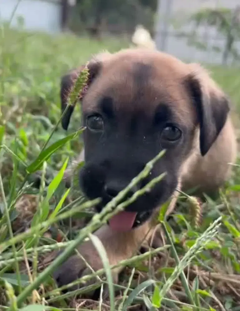 Orphans - Cosette - Located In Missouri - Belgian Shepherd Malinois