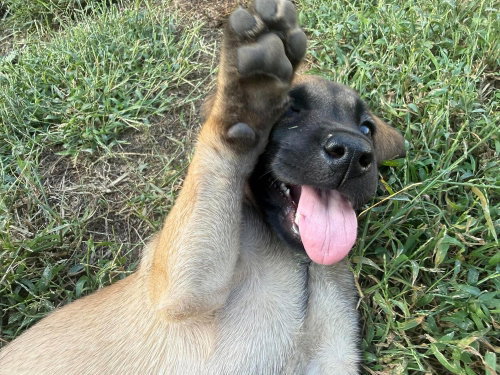 2 Orphans - Cosette - Located in Missouri, a dog for adoption from Malinois and Dutch Shepherd Rescue, Inc.