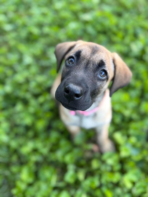 Photo 2 of 2 Orphans - Cosette - Located in Missouri