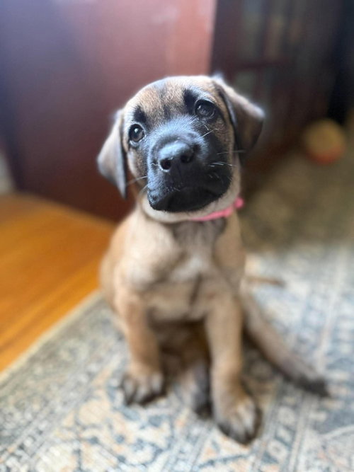 Photo 3 of 2 Orphans - Cosette - Located in Missouri