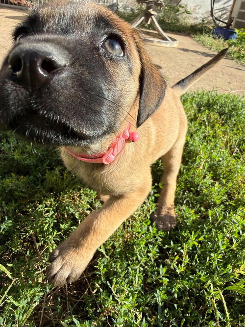 Photo 4 of 2 Orphans - Cosette - Located in Missouri