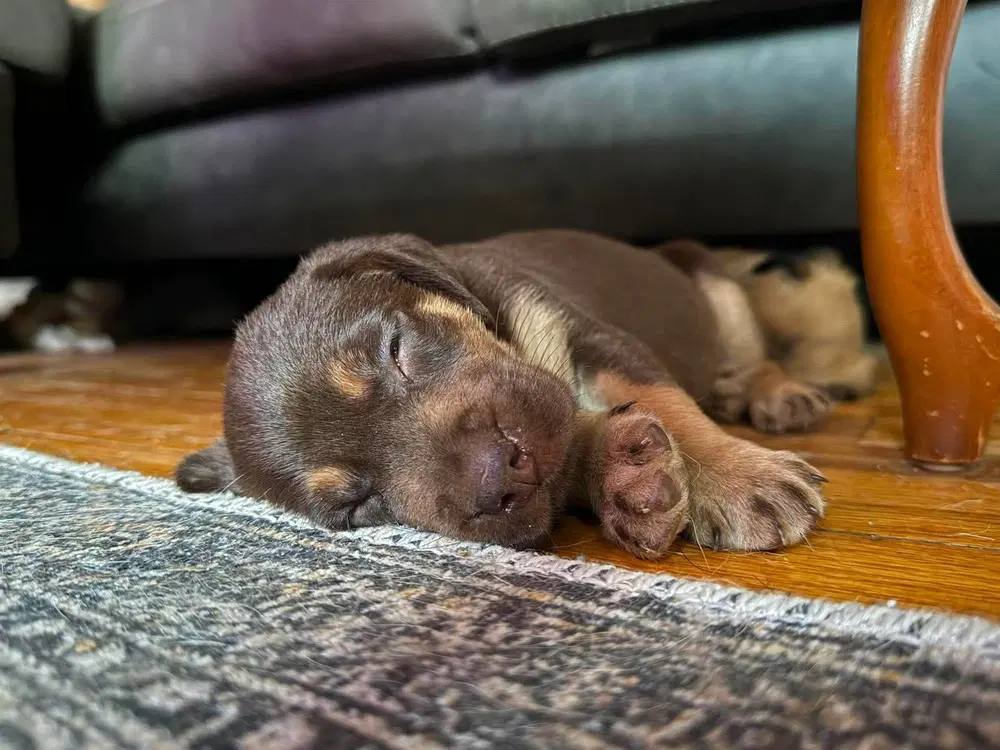 Orphans - Heidi - Located In Missouri - Belgian Shepherd Malinois