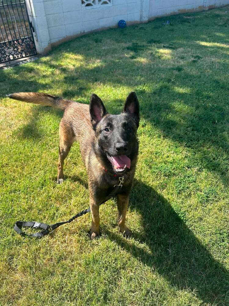 Captain Sarge - Located In Kansas - Belgian Shepherd Malinois