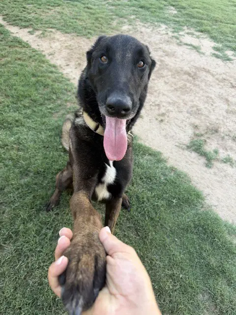 Suka Fka Hunter Located In Ca - Belgian Shepherd Malinois