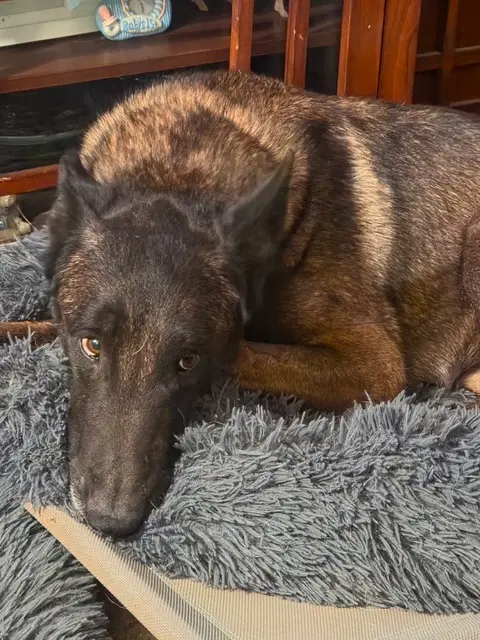 Suka Fka Hunter Located In Ca - Belgian Shepherd Malinois