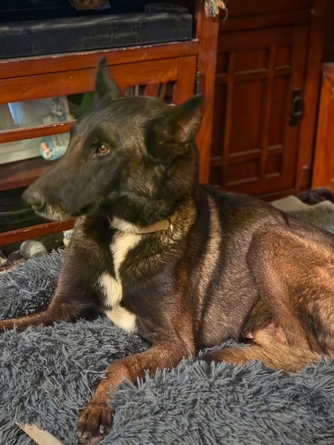 Photo 2 of Suka FKA Hunter located in Oregon