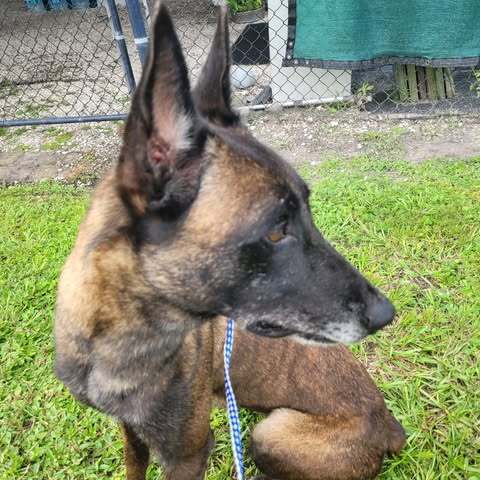 Country Queens - Dolly - Located In Fl - Belgian Shepherd Malinois