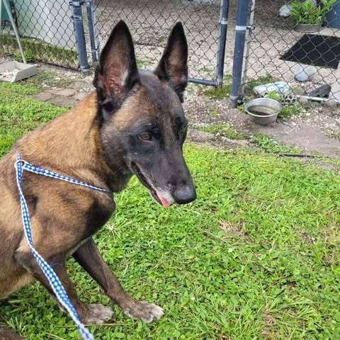 Country Queens - Dolly - Located In Fl image 3
