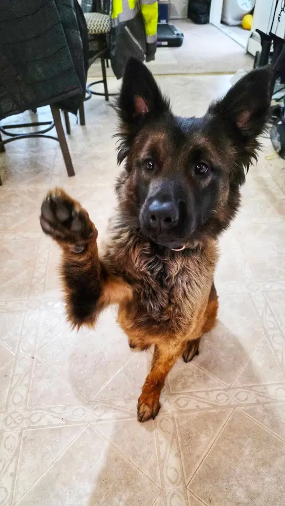 Azly - Located In Colorado - Belgian Shepherd Malinois