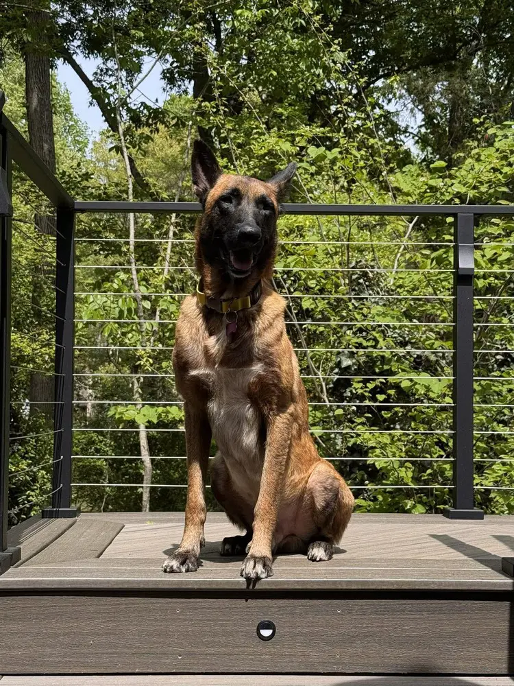 Lucian - Belgian Shepherd Malinois