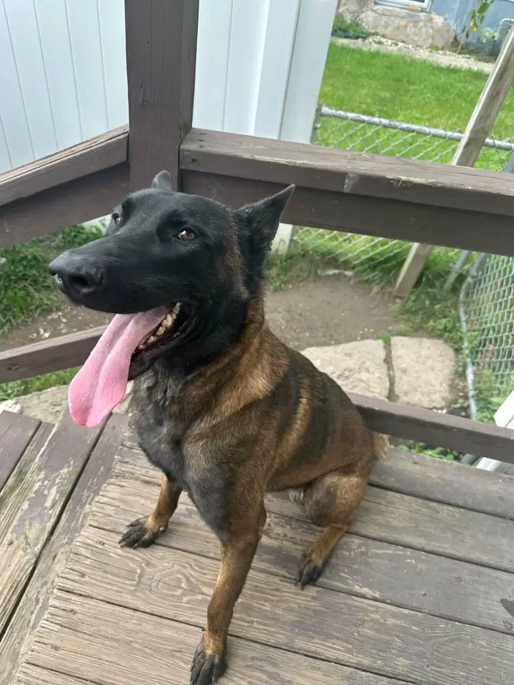 Xander - Located In New Jersey image 3