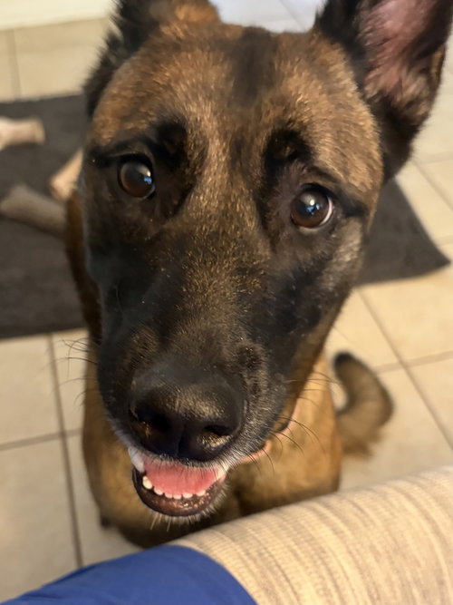 Volt - Located in Georgia, a dog for adoption from Malinois and Dutch Shepherd Rescue, Inc.