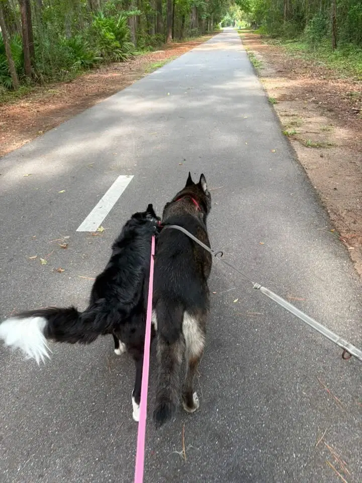 Tiki Masala - Located In Georgia - Malinois