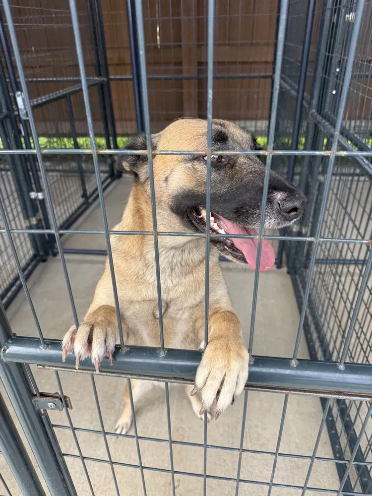 Sweet Potato - Located In Fl - Belgian Shepherd Malinois