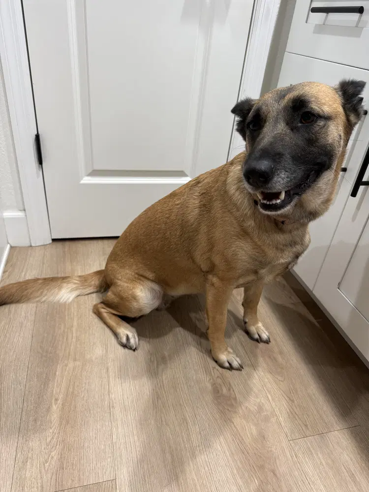 Sweet Potato - Located In Fl - Belgian Shepherd Malinois