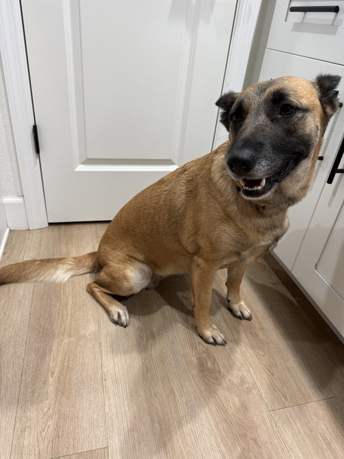 Sweet Potato - Located in FL, a dog for adoption from Malinois and Dutch Shepherd Rescue, Inc.