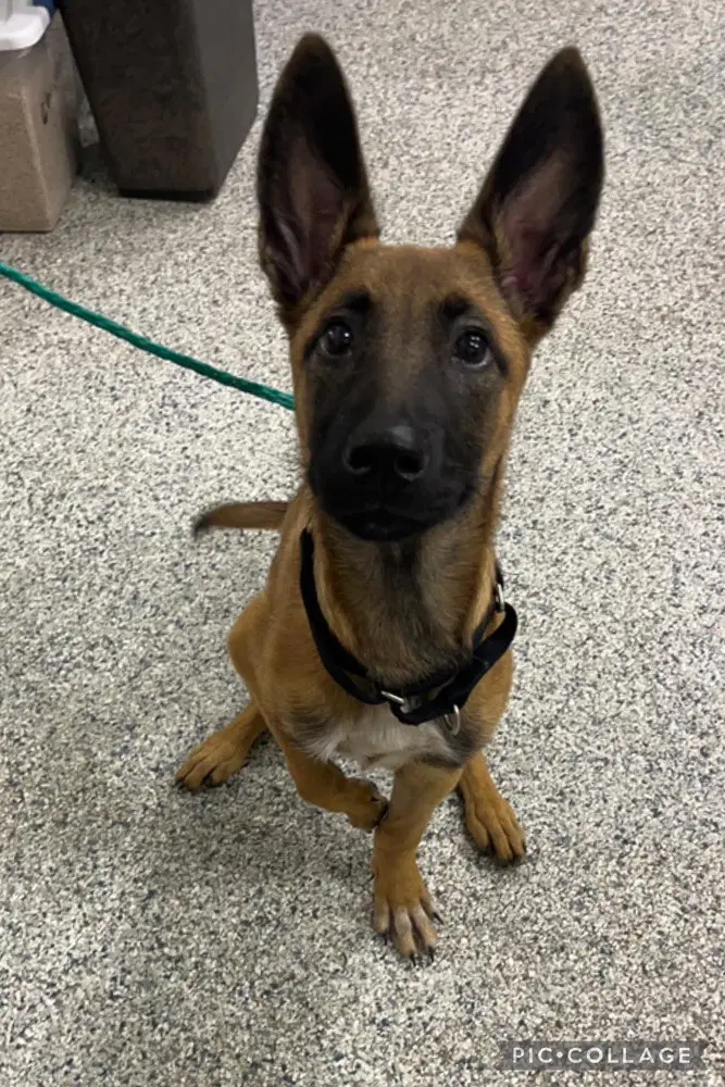 Reggie Located In Mi - Belgian Shepherd Malinois
