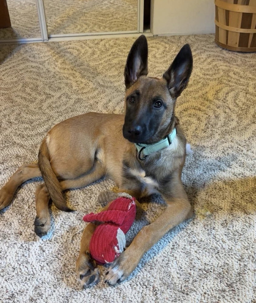 Reggie located in MI, photo 2
