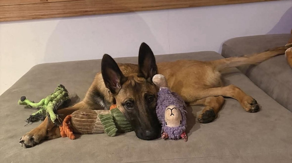 Reggie located in MI, photo 3