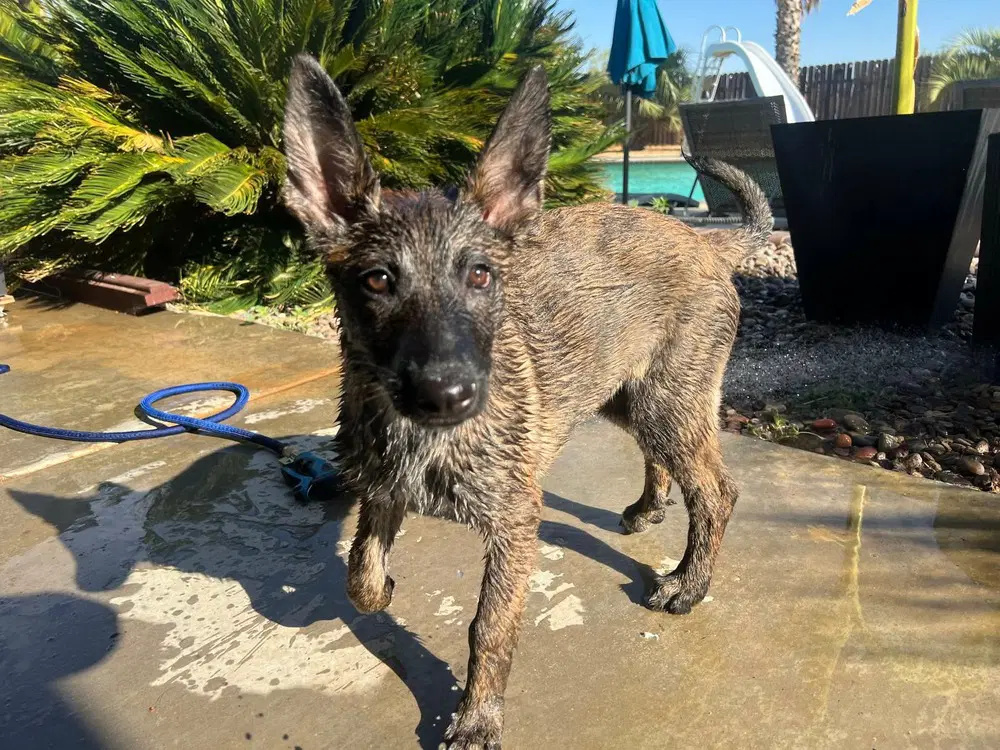 Willow-Located In Ca - Dutch Shepherd