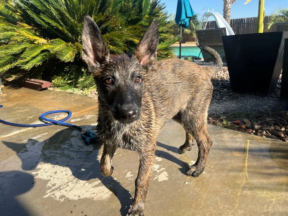 Willow-Located In Ca