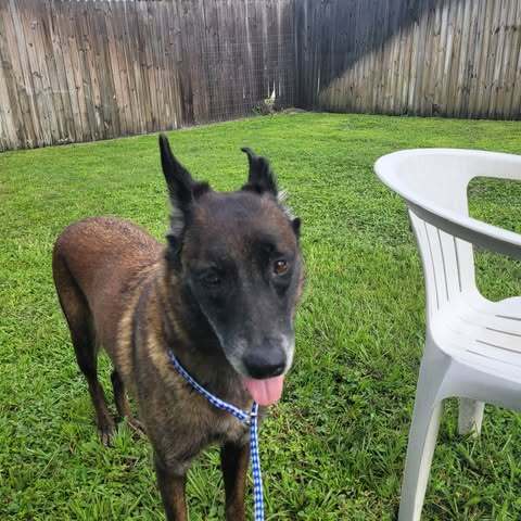 Country Queens - Reba - Located In Fl image 2