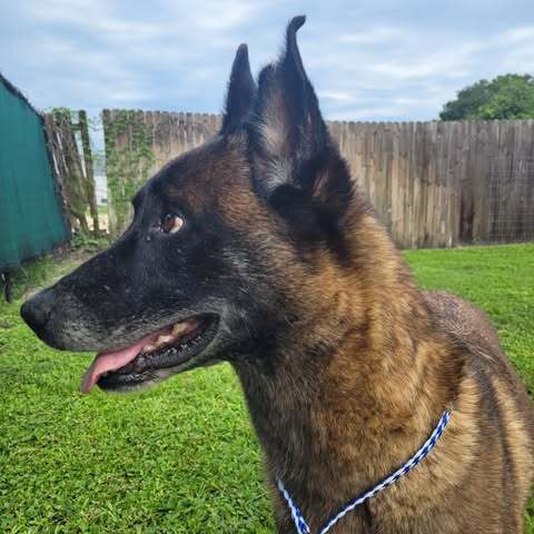 Country Queens - Reba - Located In Fl image 3