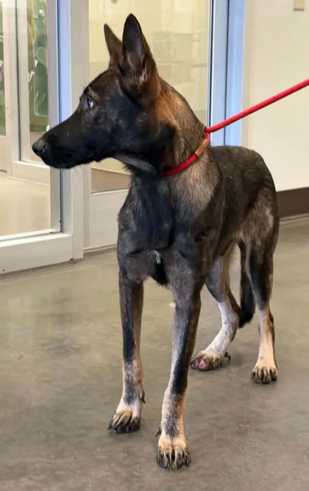 Bryar - Located In Georgia - Belgian Shepherd Malinois