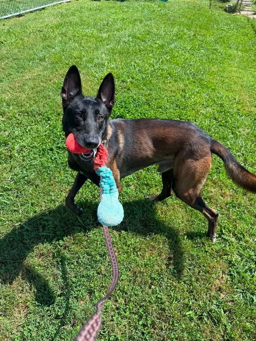 Brock - Located in Tennessee, a dog for adoption from Malinois and Dutch Shepherd Rescue, Inc.