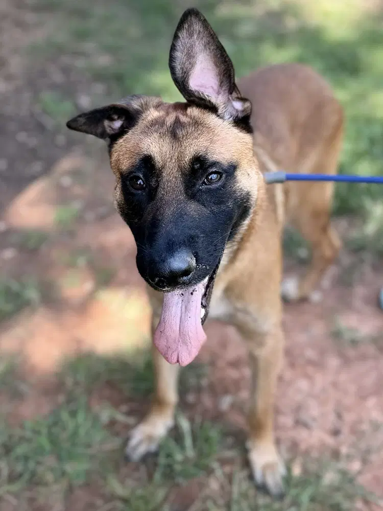 King Titan - Located In Georgia - Belgian Shepherd Malinois