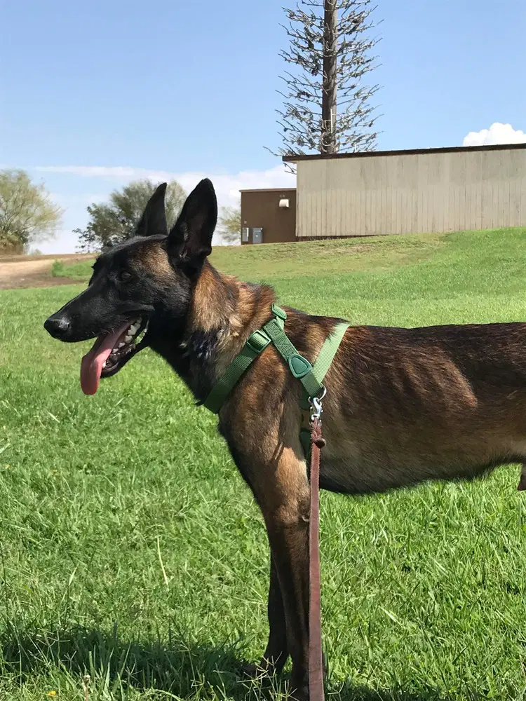 Lieutenant Dan - Located In Ca - Belgian Shepherd Malinois