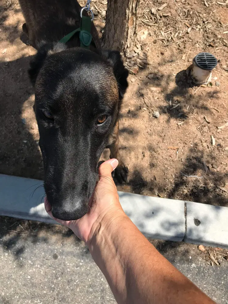 Lieutenant Dan - Located In Ca image 2