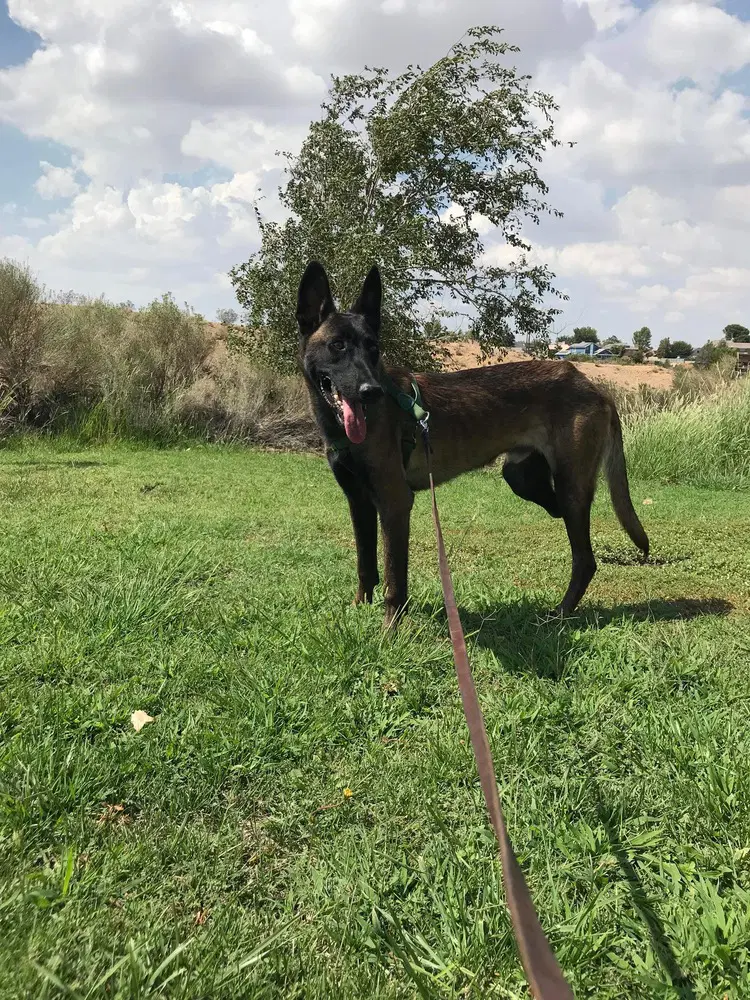 Lieutenant Dan - Located In Ca image 3