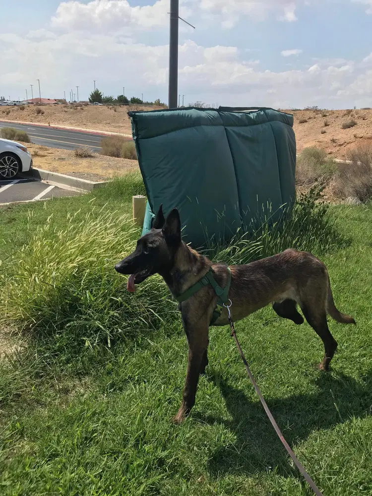 Lieutenant Dan - Located In Ca image 4