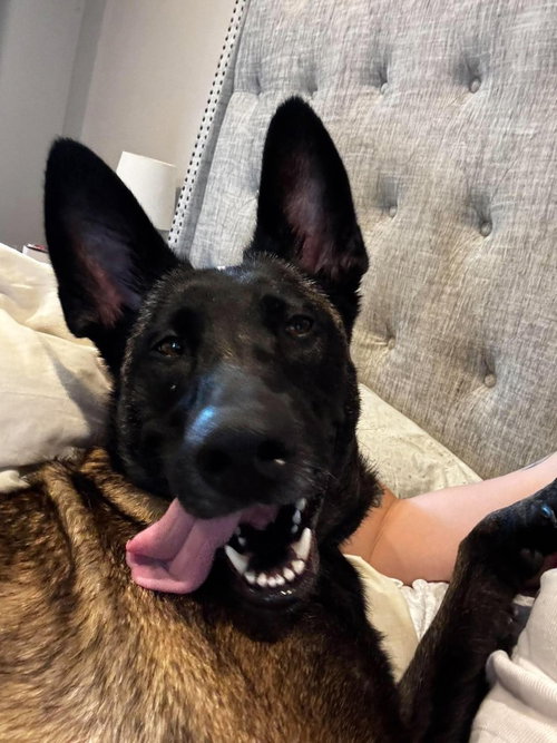 Kimiko- located in Missouri, a dog for adoption from Malinois and Dutch Shepherd Rescue, Inc.