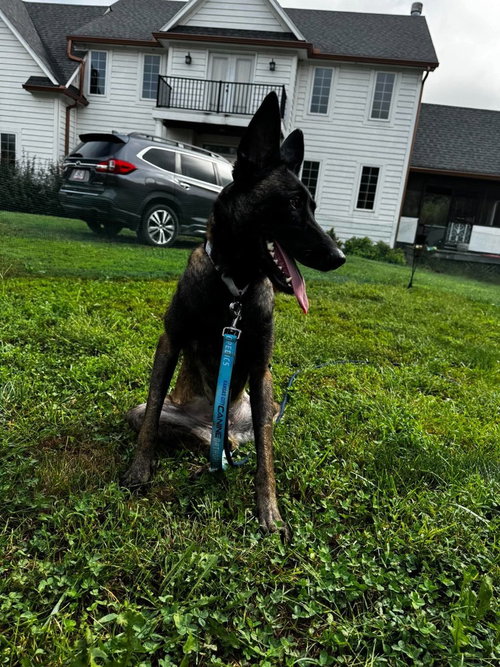 Photo 2 of Kimiko- located in Missouri